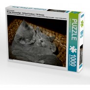 Preisvergleich für Puzzle: Puzzle CALVENDO Puzzle Bärige Schmusetiger - Britisch Kurzhaar / CH-Version - 1000 Teile Foto-Puzzle glückliche Stunden  Kinder