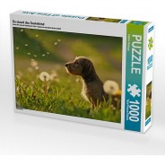 Preisvergleich für Puzzle: Puzzle CALVENDO Puzzle Da staunt das Dackelkind - 1000 Teile Foto-Puzzle glückliche Stunden  Kinder