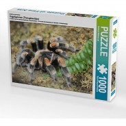 Preisvergleich für Puzzle: Puzzle CALVENDO Puzzle Vogelspinnen (Theraphosidae) - 1000 Teile Foto-Puzzle glückliche Stunden  Kinder
