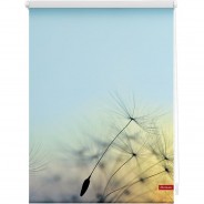 Preisvergleich für Heimtextilien: Rollo Klemmfix, ohne Bohren, blickdicht, Pusteblume - Blau blau Gr. 45 x 150