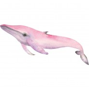 Preisvergleich für Wandtattoos: Wandtattoo Aquarell Tiere - Delfin Unterwasserwelt Wandtattoos rosa Gr. 100 x 46