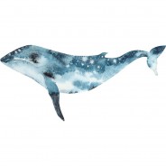 Preisvergleich für Wandtattoos: Wandtattoo Aquarell Tiere - Wal Unterwasserwelt Wandtattoos blau Gr. 80 x 37