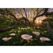 Preisvergleich für Puzzle: Puzzle Magic Forests Calla Clearing, 1.000 Teile