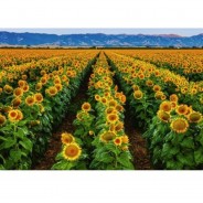 Preisvergleich für Puzzle: Ravensburger Feld von Sonnenblumen 1000 Teile Puzzle Ravensburger-15288