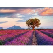 Preisvergleich für Puzzle: Lavendelfeld zur goldenen Stunde