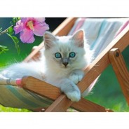 Preisvergleich für Puzzle: Weißes Kätzchen
